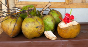 Kokosnüsse zum Trinken vorbereitet